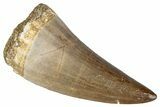 Fossil Mosasaur (Prognathodon?) Tooth - Morocco #286350-1
